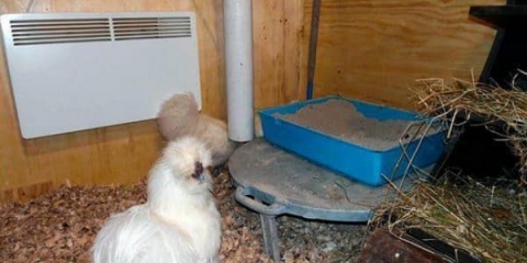 Kako zagrijati kokošinjac zimi - jeftino i bez struje